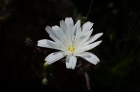 Desert Bloom